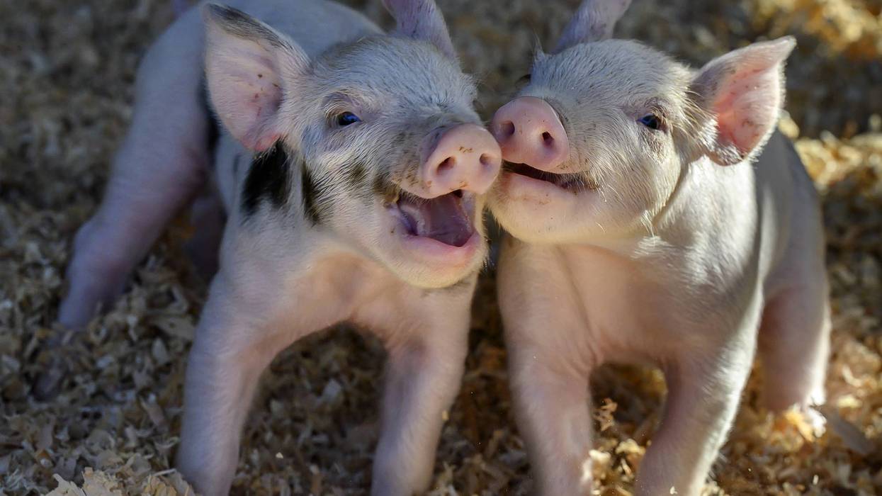 Playful piglets born on Christmas Eve