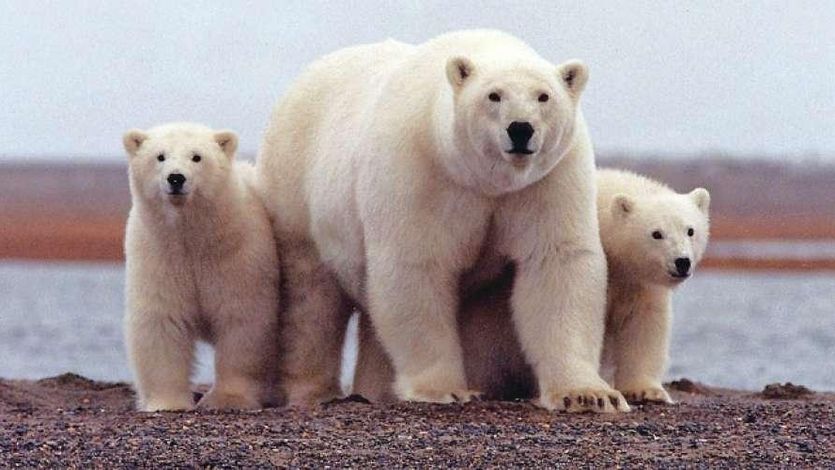 Polar bear and cubs.