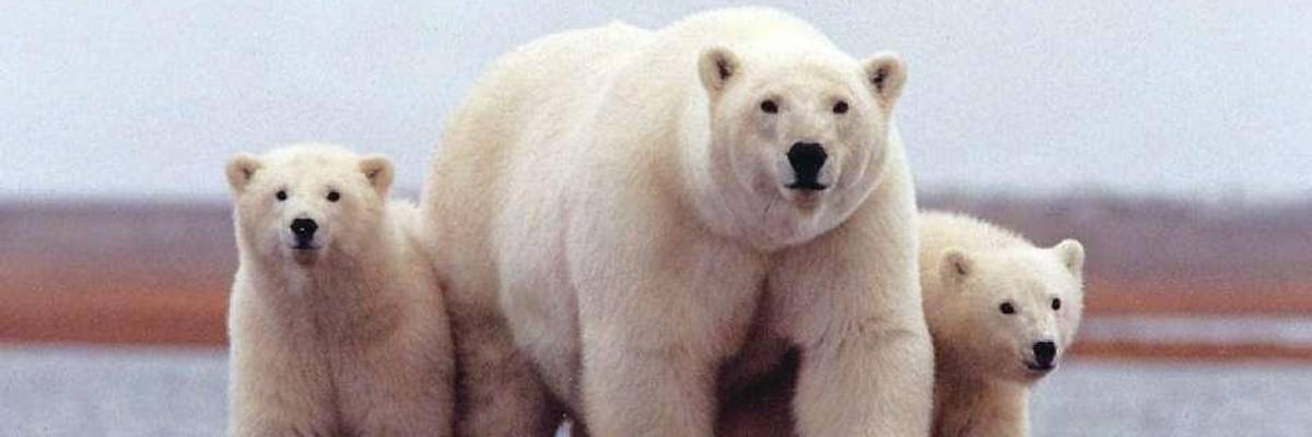 Polar bear and cubs.
