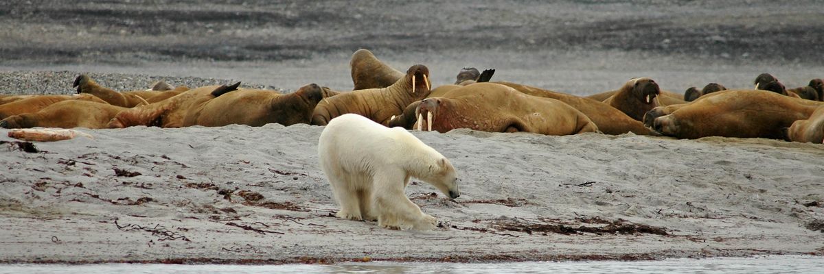 polar bear, walruses