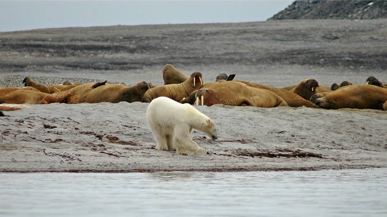 polar bear, walruses