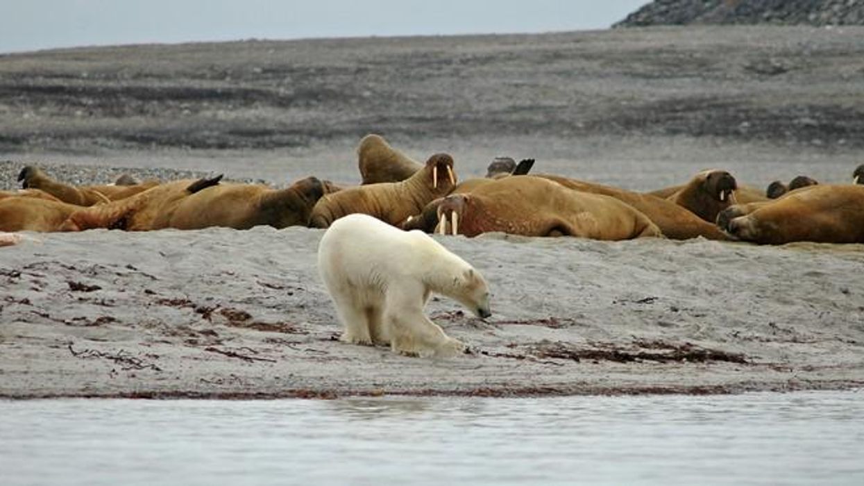 Polar-Bear