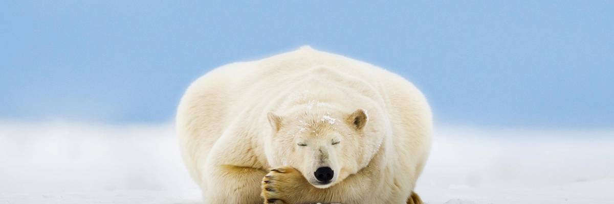 polar bear