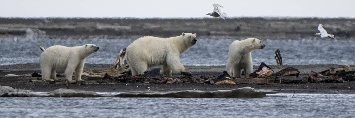 Polar bears feed on whale carcasses in Kaktovik, Alaska