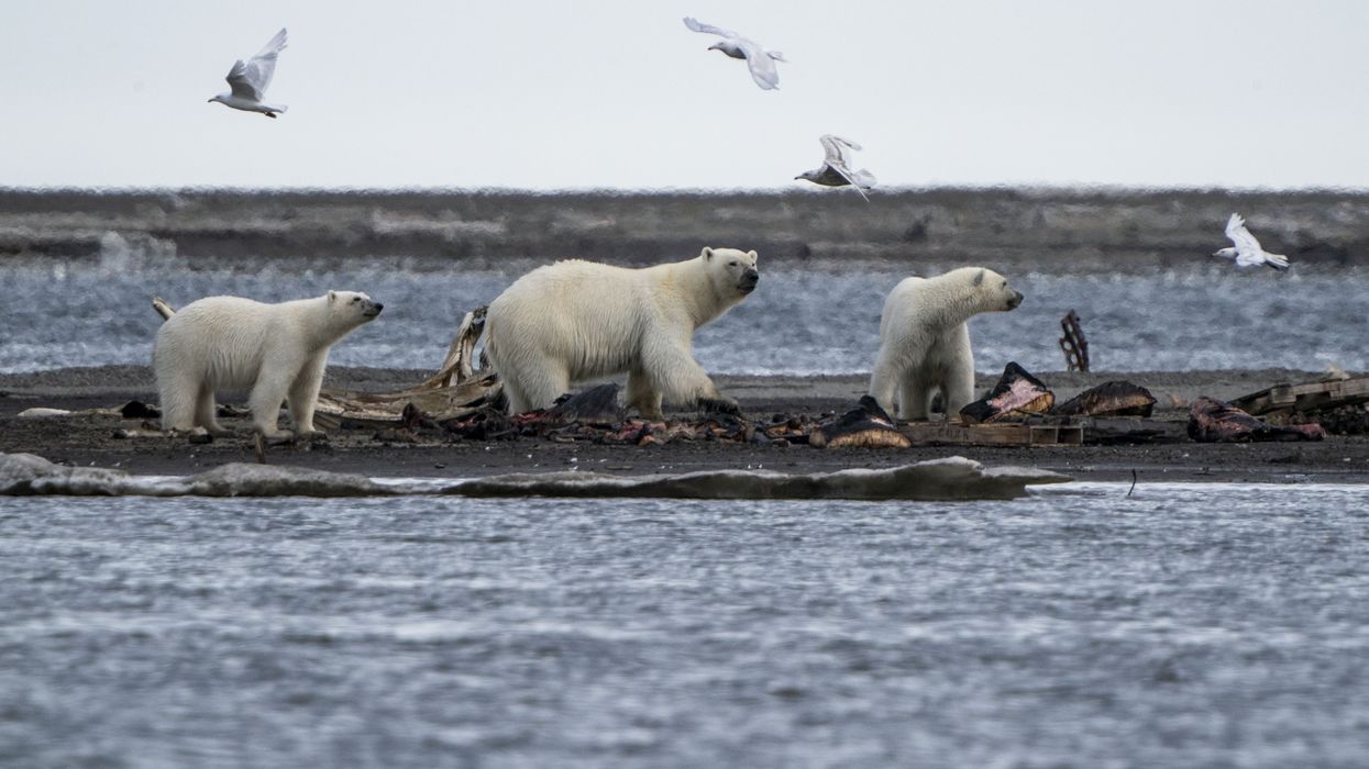 Polar bears feed on whale carcasses in Kaktovik, Alaska
