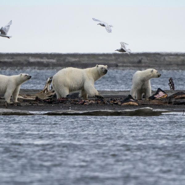 Polar bears feed on whale carcasses in Kaktovik, Alaska