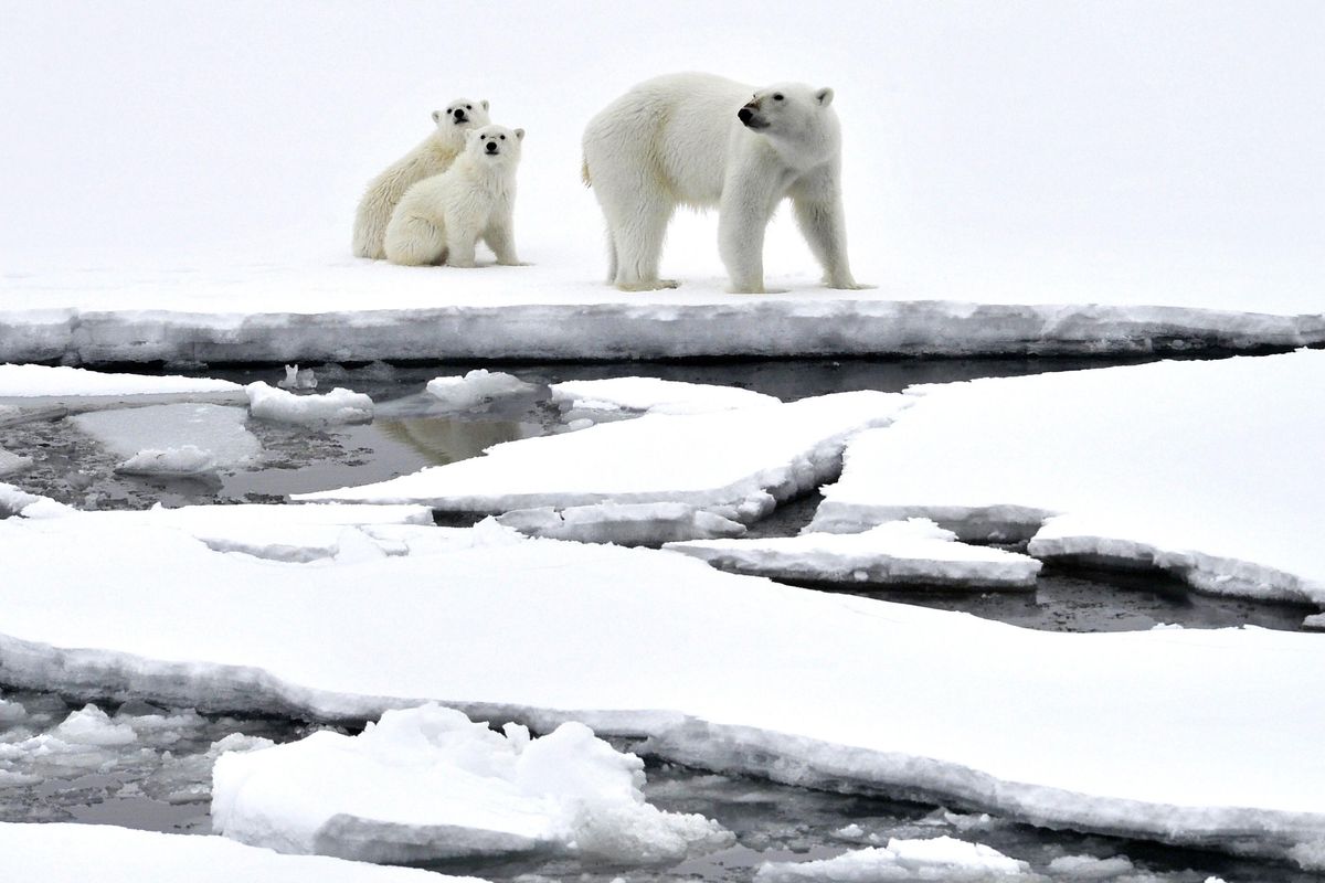 Opinion  The Arctic Ocean Should Be Protected, Not Exploited