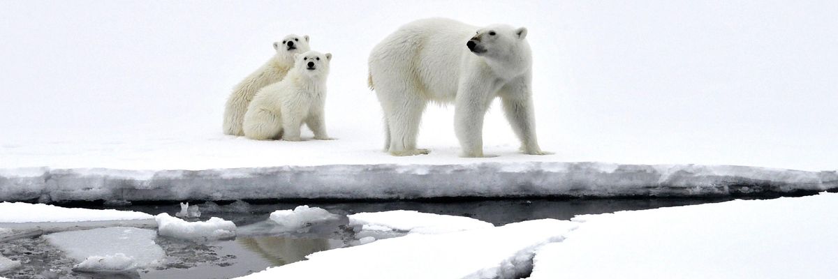 Polar bears in Arctic
