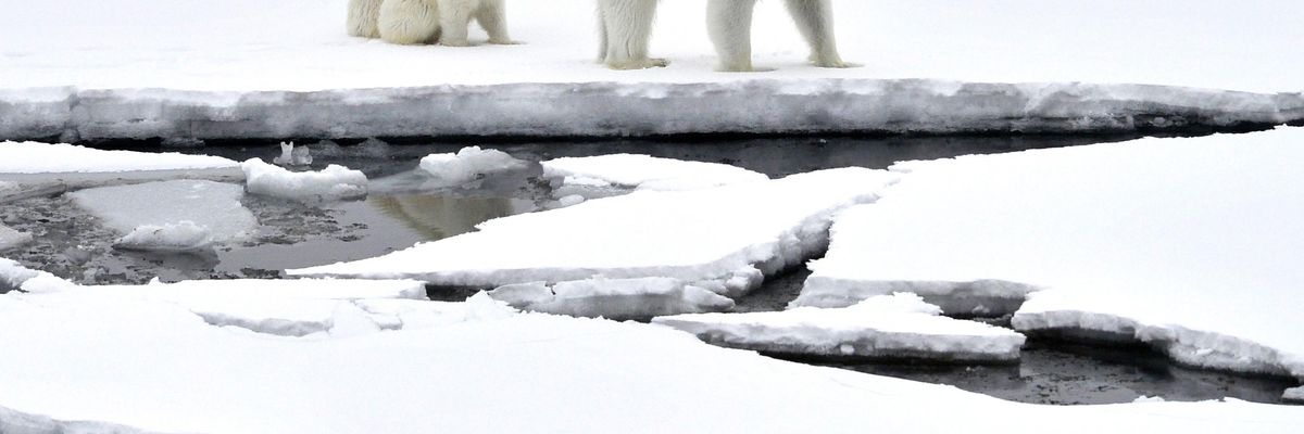Polar bears in Arctic