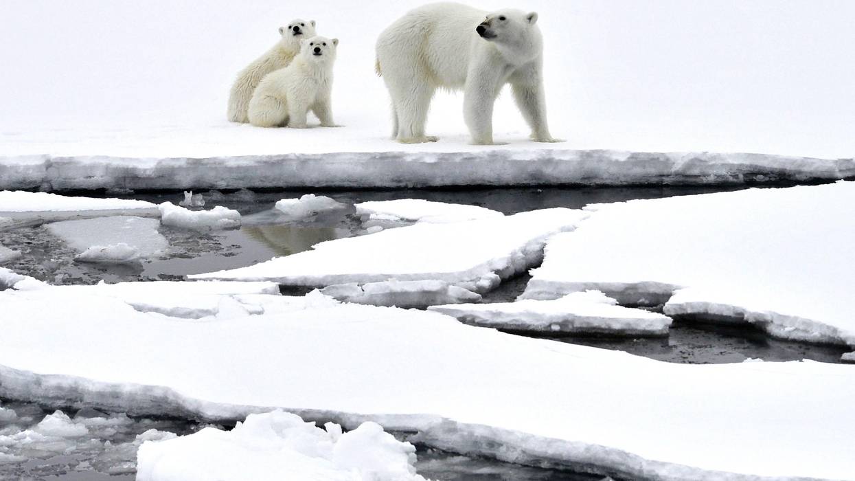 Polar bears in Arctic