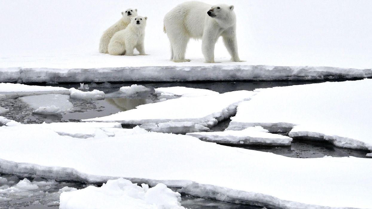 Polar bears in Arctic