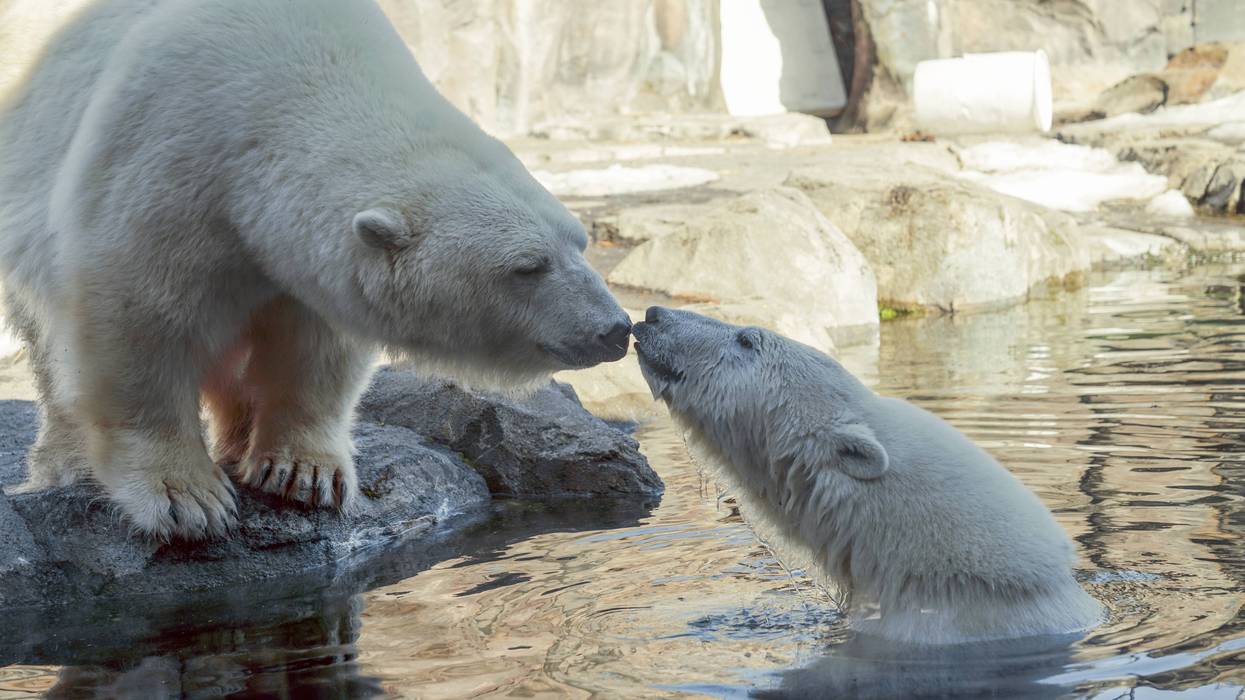 Trump Rule Change Allows for ‘Unintentional’ Killing of Polar Bears by Fossil Fuel Companies