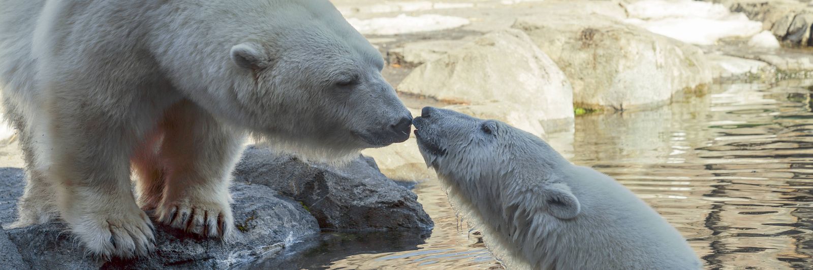polar-bears-play-in-the-water-at-the-alaska-zoo-one-of-the-places-frequented-especially-by-those-who-want-to-see-polar-animals.jpg?id=68453314&width=1200&height=400&coordinates=0%2C890%2C0%2C891