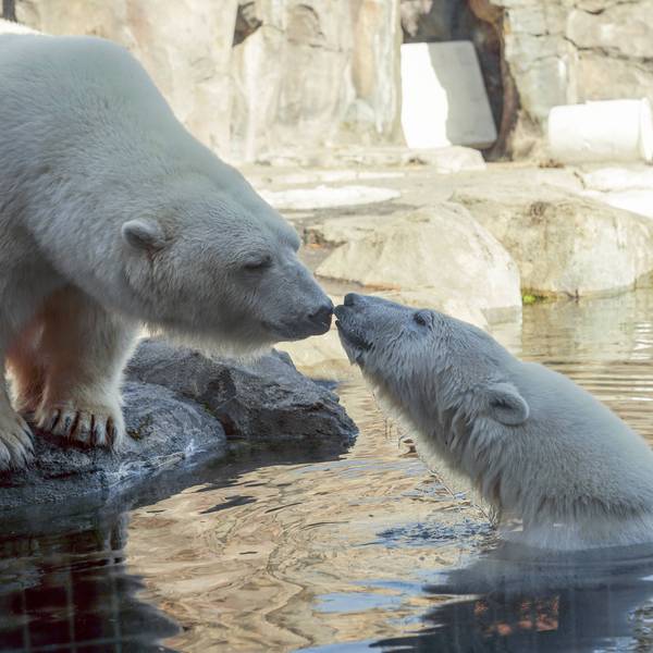 Trump Rule Change Allows for ‘Unintentional’ Killing of Polar Bears by Fossil Fuel Companies