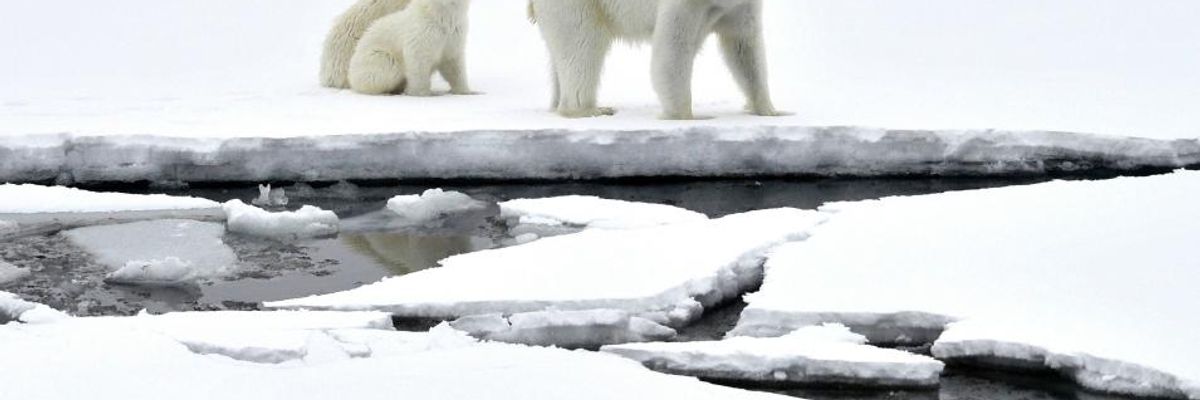 In 'Huge Victory for Polar Bears and Our Climate,' Court Rejects Trump Approval of Offshore Drilling Project in Arctic