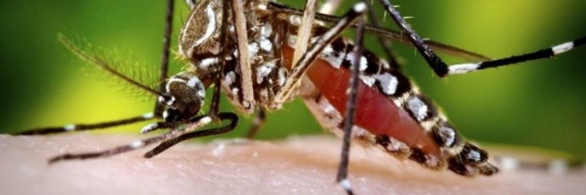 Zika: 'Omen' for a Warming Planet?