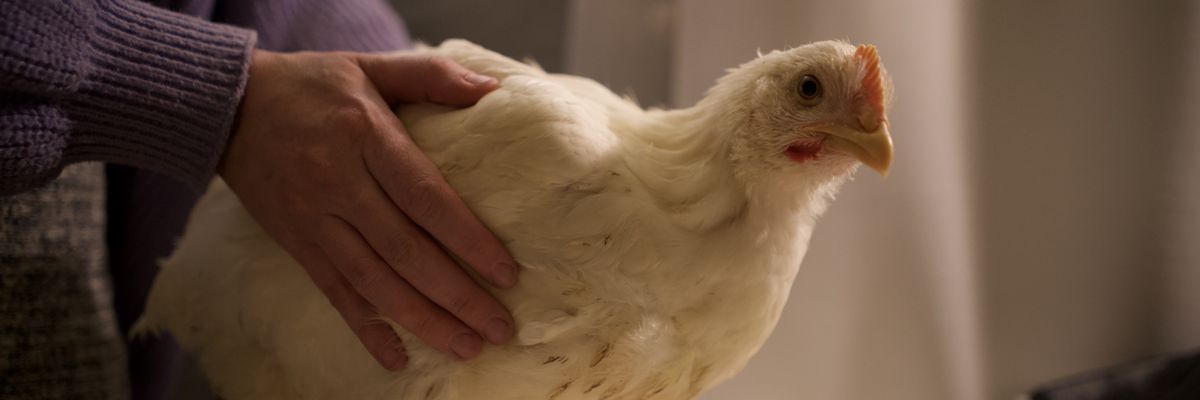Poppy, a rescued chicken.