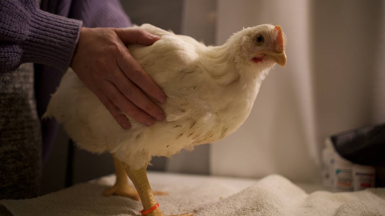 Poppy, a rescued chicken.