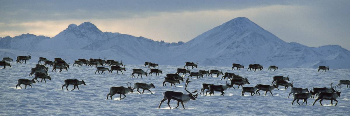 Porcupine caribou herd (Rangifer tarandus) migration in winter, USA