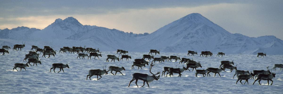 Porcupine caribou herd (Rangifer tarandus) migration in winter, USA