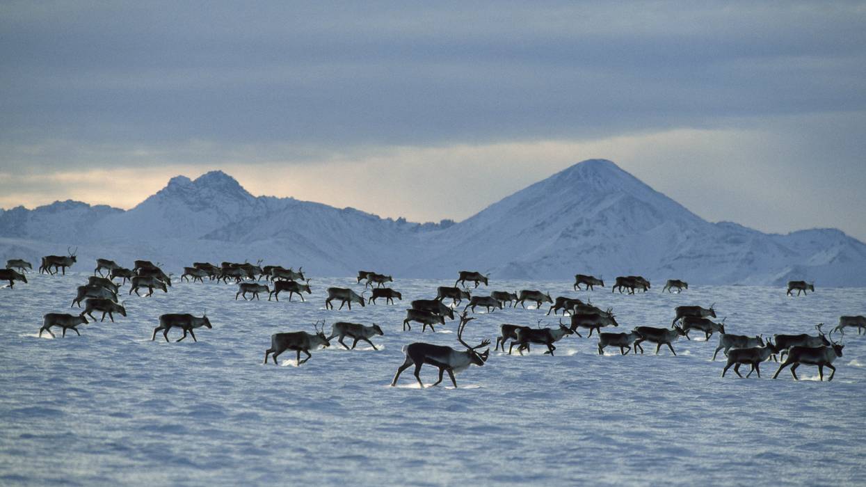Porcupine caribou herd (Rangifer tarandus) migration in winter, USA