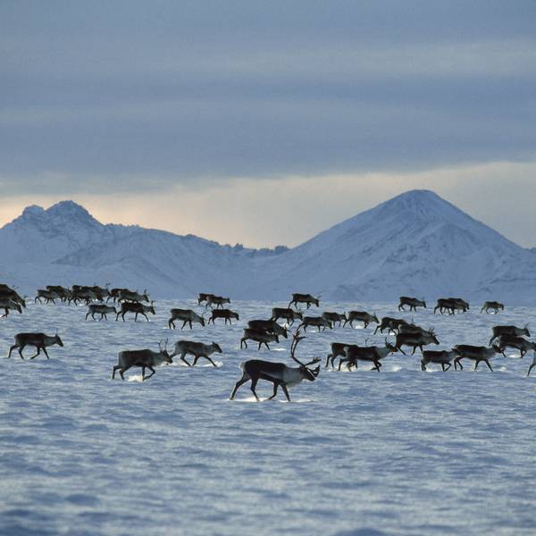 Porcupine caribou herd (Rangifer tarandus) migration in winter, USA