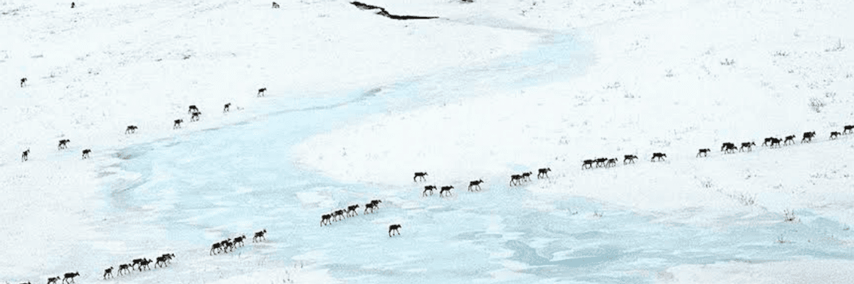 Scholars for the Arctic Refuge