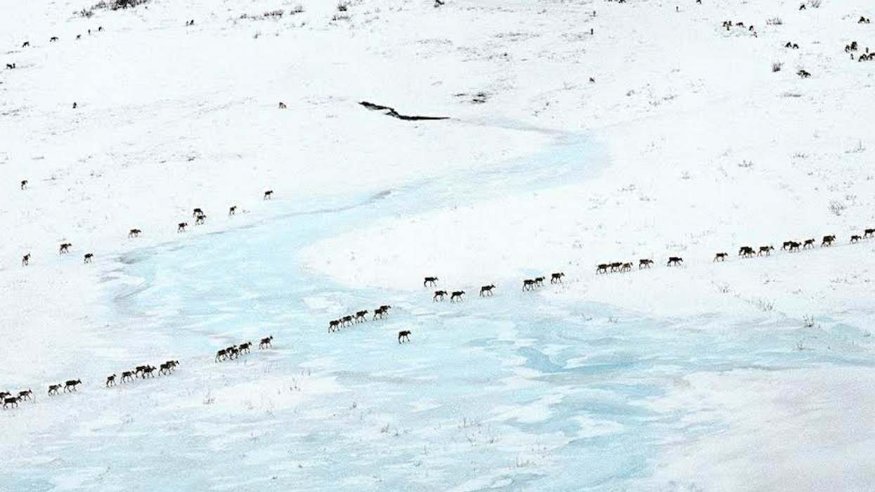 Scholars for the Arctic Refuge