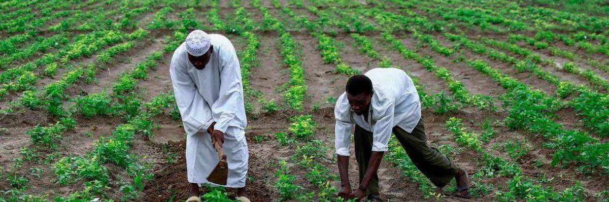 Africa at the Crossroads: Time to Abandon Failing Green Revolution