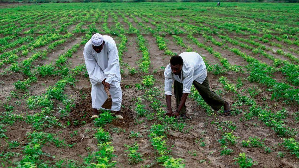 Africa at the Crossroads: Time to Abandon Failing Green Revolution