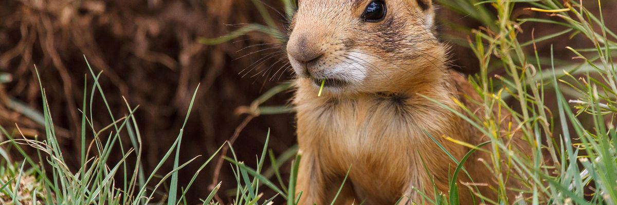prairie dog in grass