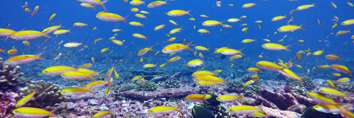 With Oceans Under Greatest Threat Ever, Trump Administration Urges Even Less Protection for Marine Life