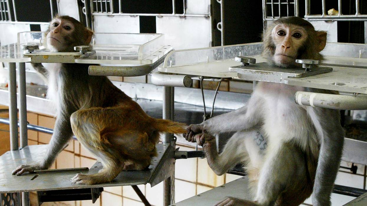 primate experiments