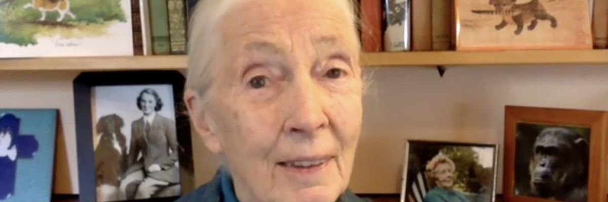 Jane Goodall Warns Humanity Will Be 'Finished' After Covid-19 Without Ending 'Absolute Disrespect for Animals and the Environment'