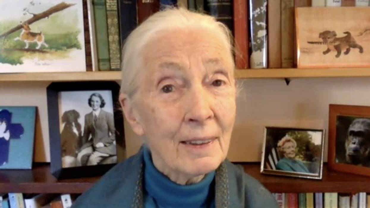 Jane Goodall Warns Humanity Will Be 'Finished' After Covid-19 Without Ending 'Absolute Disrespect for Animals and the Environment'