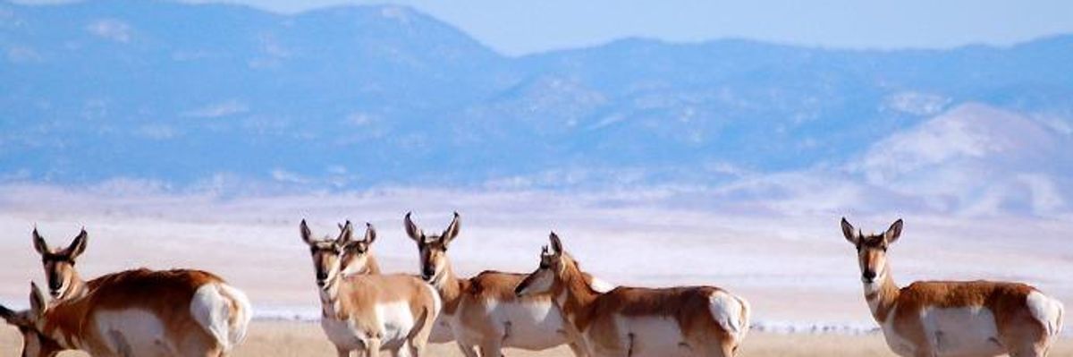 Rewriting Biological History: Trump Border Wall Puts Wildlife at Risk