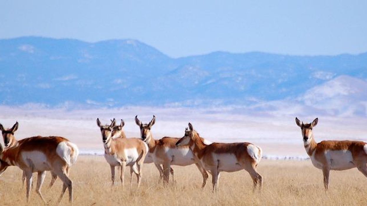 Rewriting Biological History: Trump Border Wall Puts Wildlife at Risk