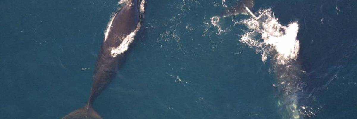 Watchdog Accuses NOAA of 'Choosing Extinction' for Critically Threatened Right Whales by Hiding Scientific Evidence