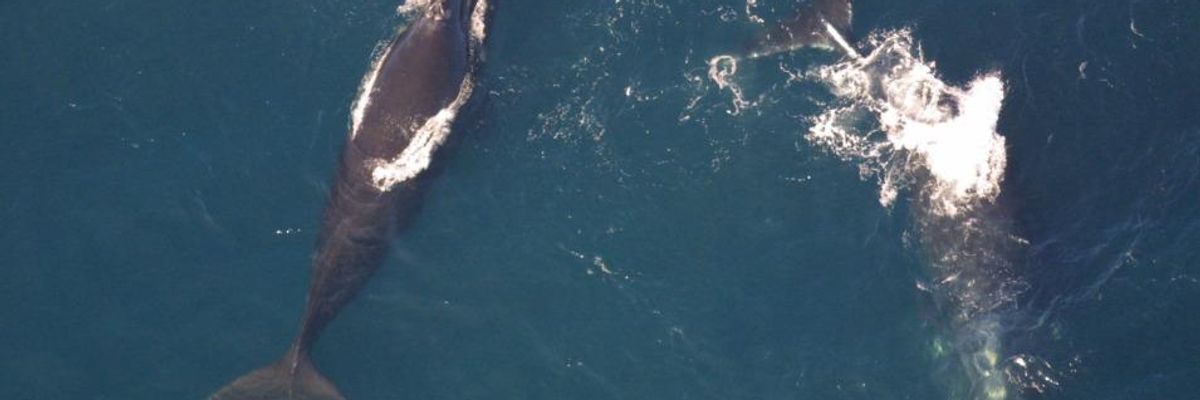 Watchdog Accuses NOAA of 'Choosing Extinction' for Critically Threatened Right Whales by Hiding Scientific Evidence