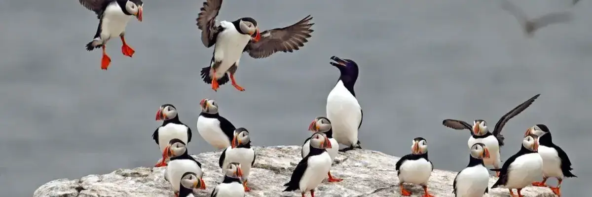Puffins and a razorbill.