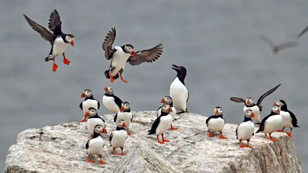 Puffins and a razorbill.