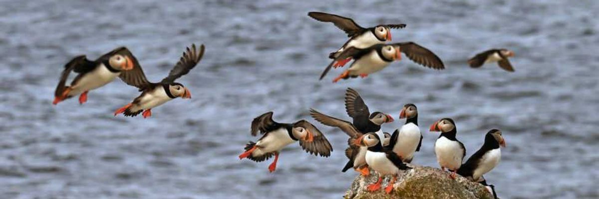 Puffins on Seal Island