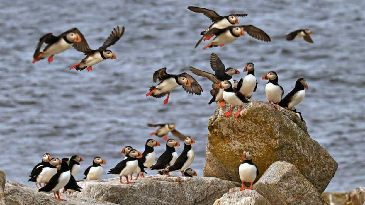 Puffins on Seal Island