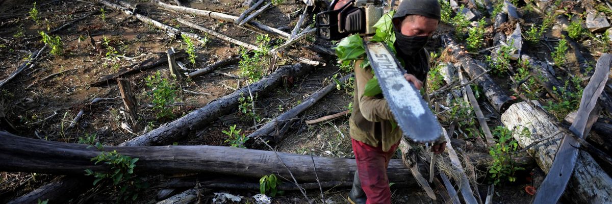 rainforest deforestation