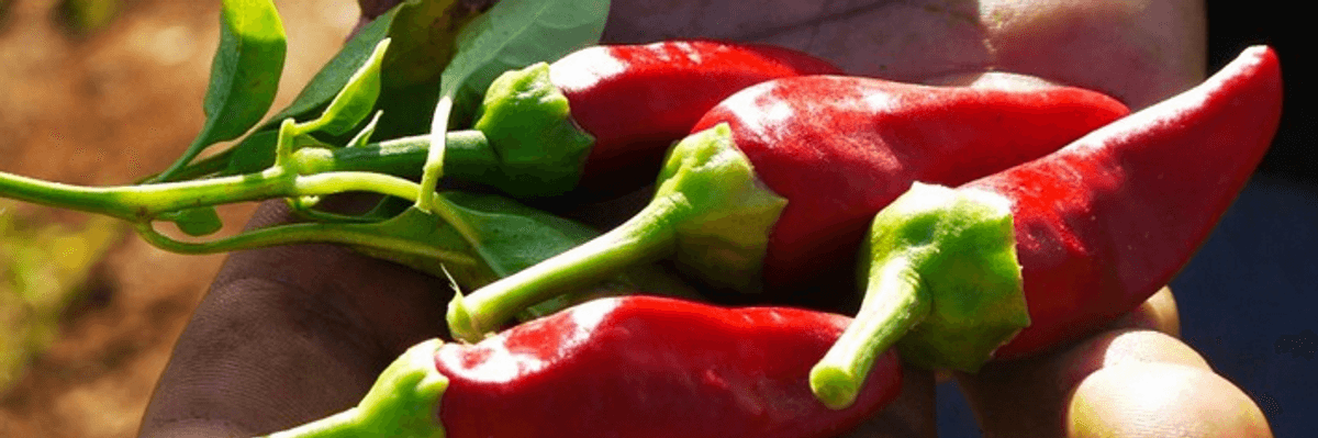 Unlike a Globalized Food System, Local Food Won't Destroy the Environment