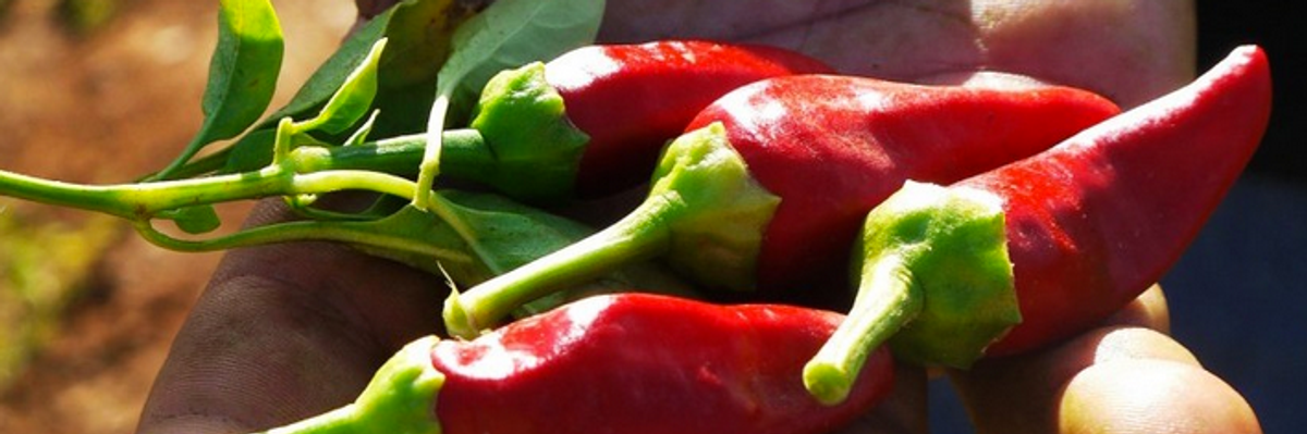 Unlike a Globalized Food System, Local Food Won't Destroy the Environment