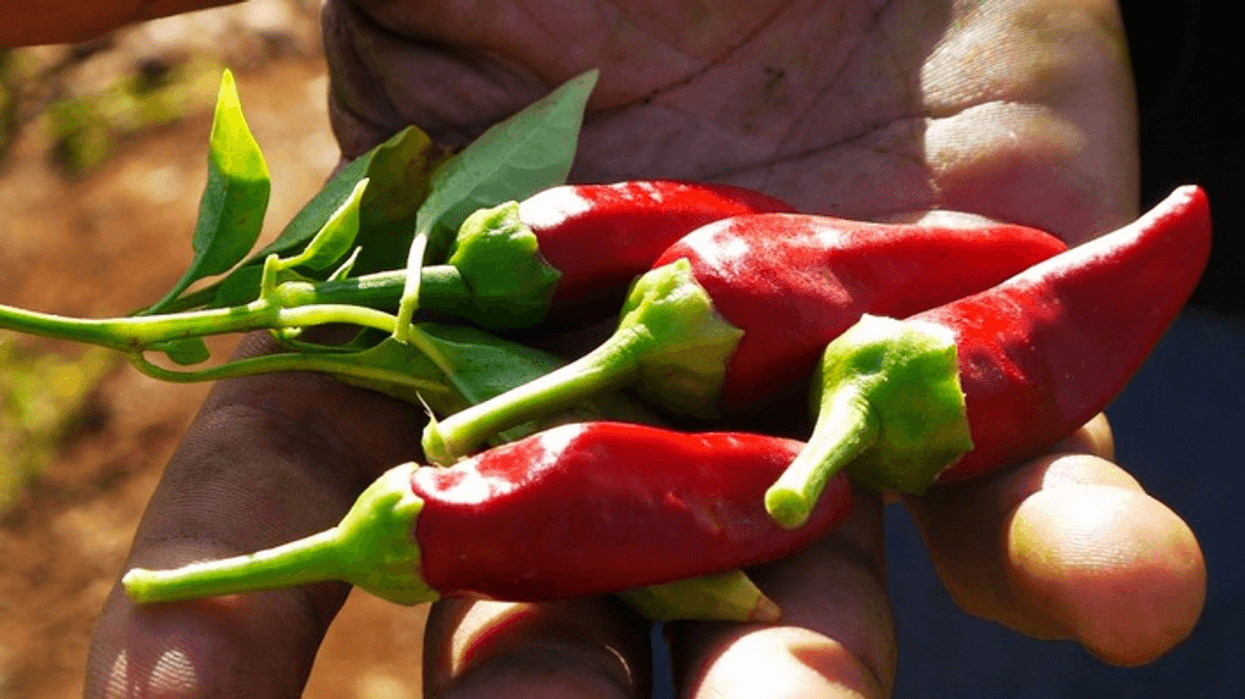 Unlike a Globalized Food System, Local Food Won't Destroy the Environment