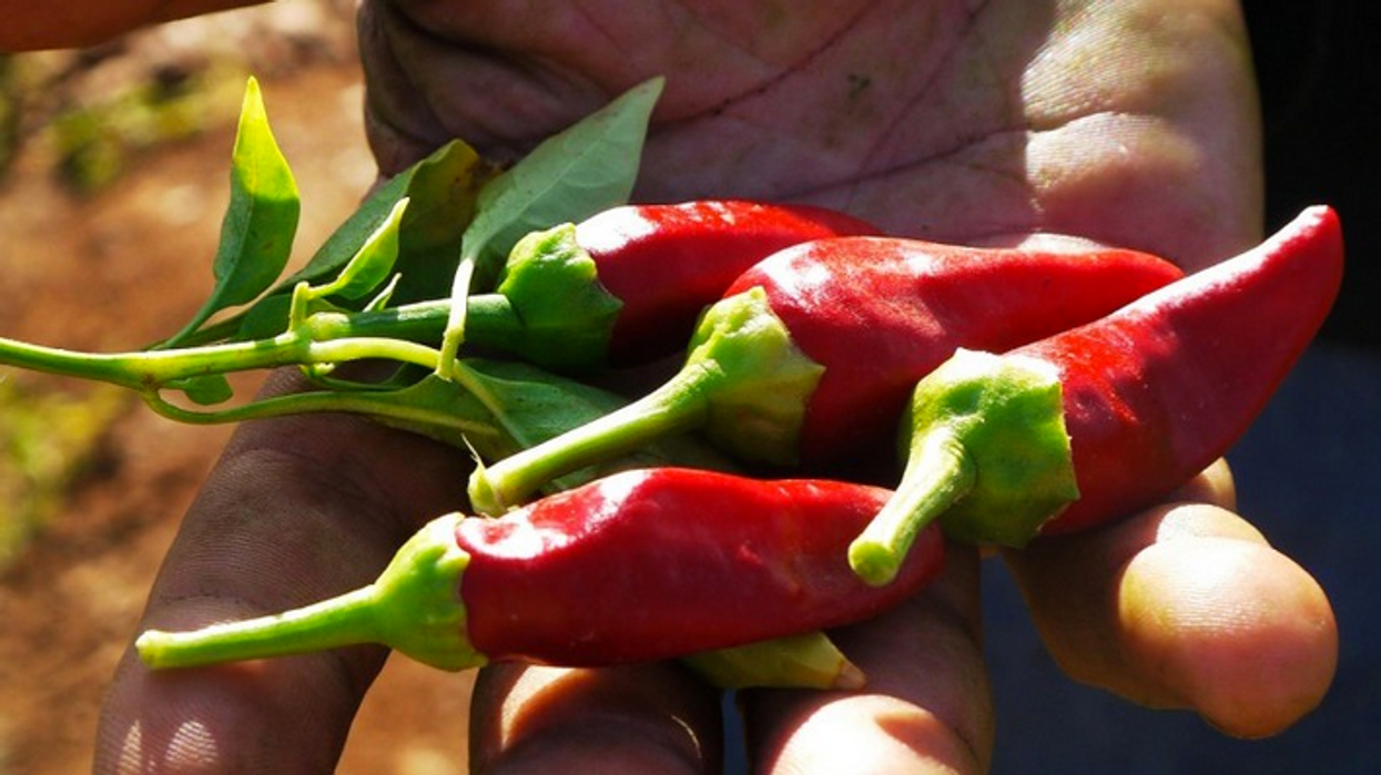 Unlike a Globalized Food System, Local Food Won't Destroy the Environment