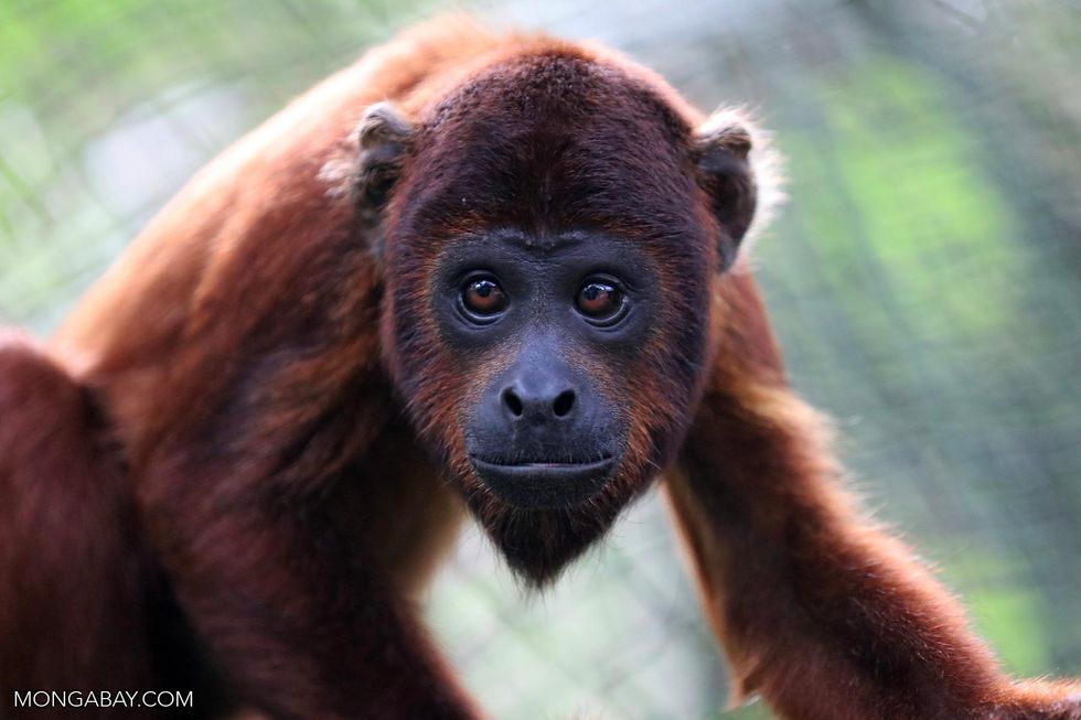 Red howler monkey in the Amazon. Photo by Rhett A. Butler for Mongabay.