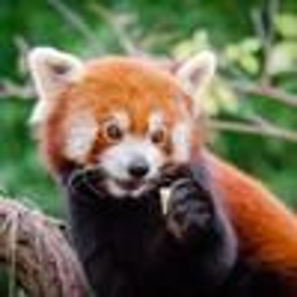 red panda